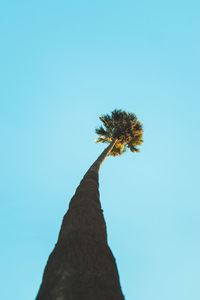 Low angle view of butterfly on plant against clear blue sky