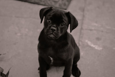 Portrait of black puppy