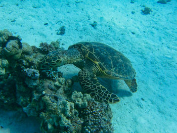 A sea turtle swimming in the sea