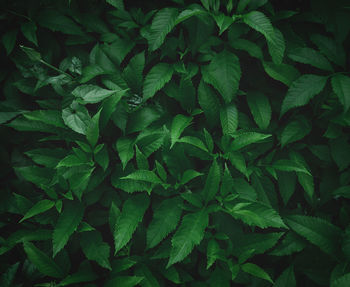 Full frame shot of green leaves