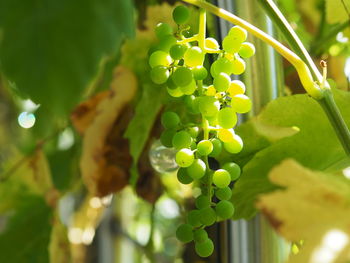 Close-up of grapes growing on plant
