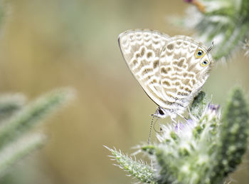 Close-up of butterfly perching on flower