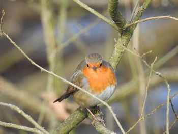 Close-up of bird perching on branch