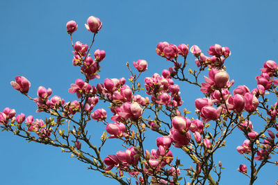 Low angle view of pink flowering plant against blue sky