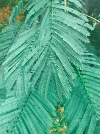 Full frame shot of palm leaves