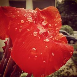 Close-up of red flower