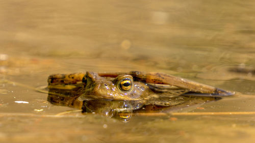 Close-up of frog swimming in lake