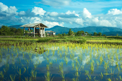 Scenic view of agricultural field against sky