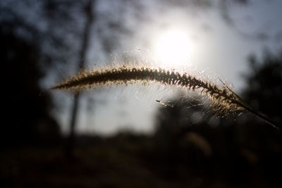 Close-up of frozen plant against sky