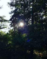 Low angle view of sunlight streaming through trees in forest