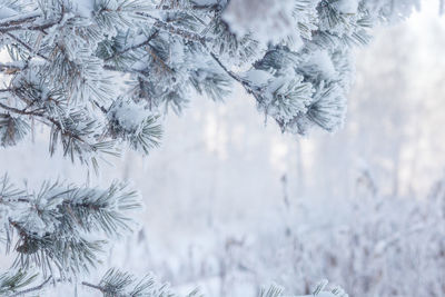 Close-up of frozen tree during winter