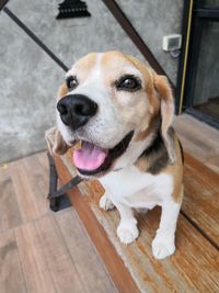 High angle view of dog looking away