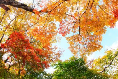 Low angle view of maple tree against sky