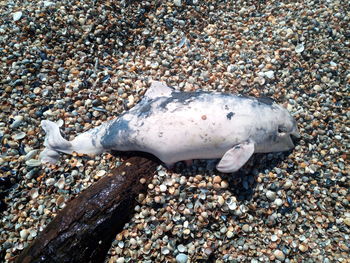 High angle view of fish on beach