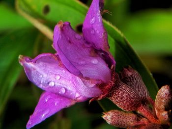 Close-up of wet purple iris flower