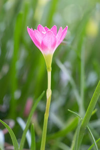 Close-up of pink lotus water lily on field