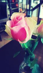 Close-up of pink rose
