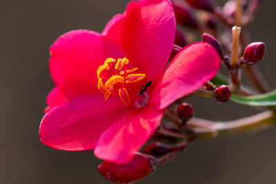 Close-up of pink flower