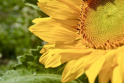 Close-up of yellow sunflower