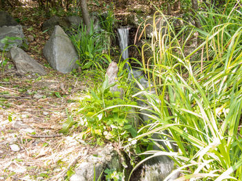 Plants in sunlight