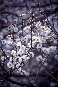 Close-up of cherry blossoms in spring