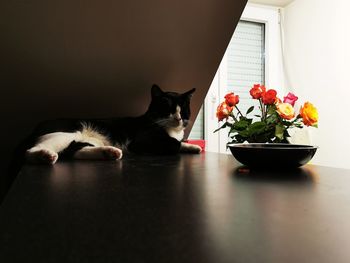 Cat and potted plant on table at home