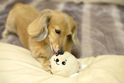 Close-up of a dog