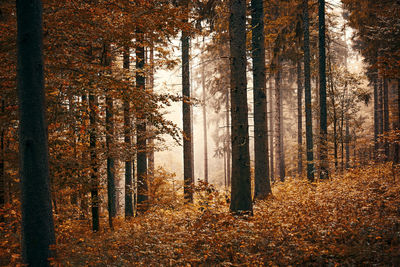 Trees in forest during autumn