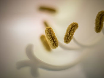 Close-up of food on table