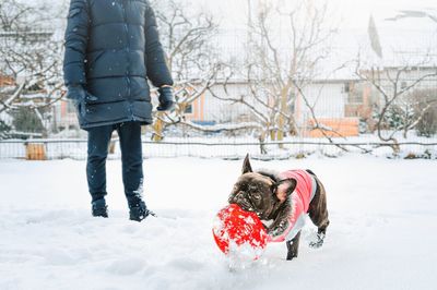 French bulldog dog and pet owner playing with frisbee in snowy backyard in a winter day