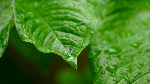 Close-up of raindrops on leaves