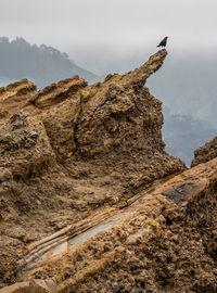 Low angle view of raven perching on rock formation