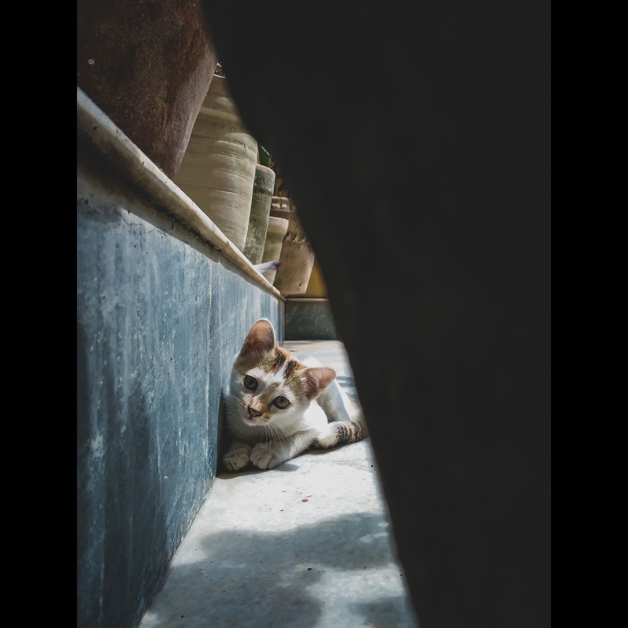 PORTRAIT OF DOG CAT