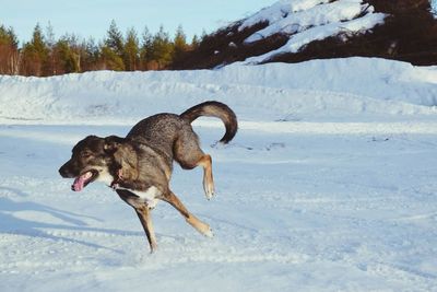 Dog on field during winter