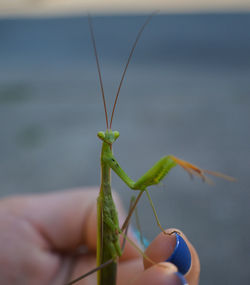 Close-up of insect on hand