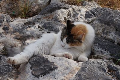 Cat sleeping on rock
