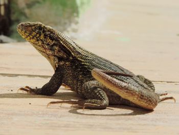 Close-up of lizard on land