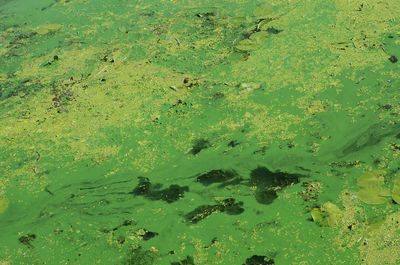 High angle view of leaf floating on water