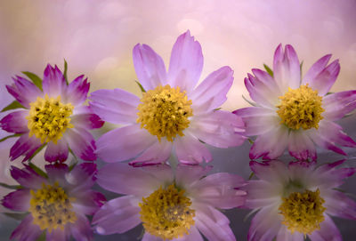 Close-up of pink flowers