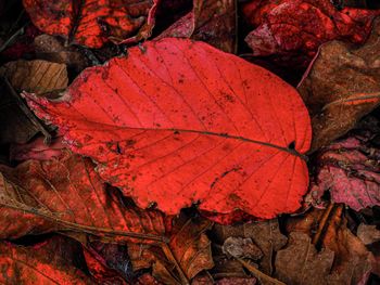 Close-up of dry maple leaves on land