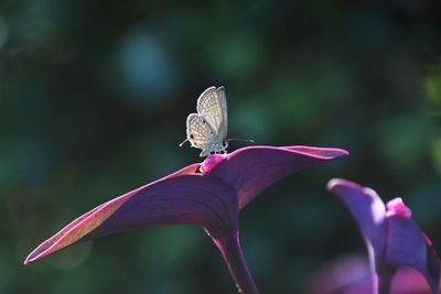 Close-up of butterfly pollinating on flower