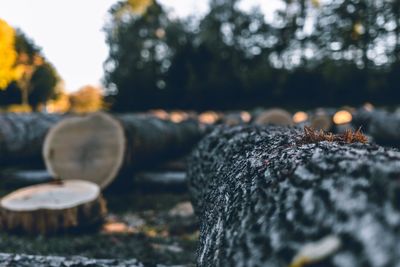 Close-up of log on field against trees in forest