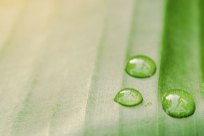 Close-up of water drops on leaf