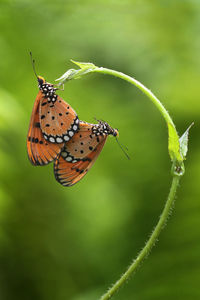 Close-up of butterfly on leaf