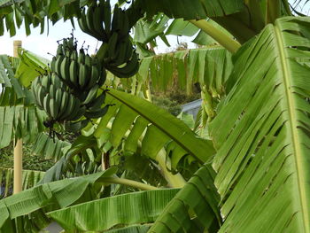 Close-up of banana tree