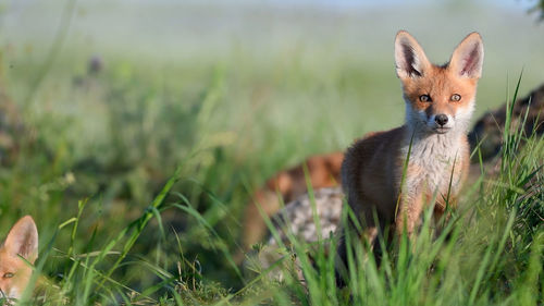 A young red fox on field