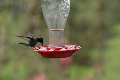 Close-up of a bird flying