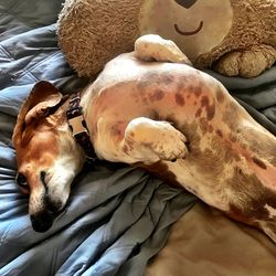 High angle view of dog sleeping on bed at home