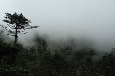 Scenic view of forest against clear sky