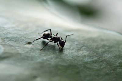 Close-up of ant